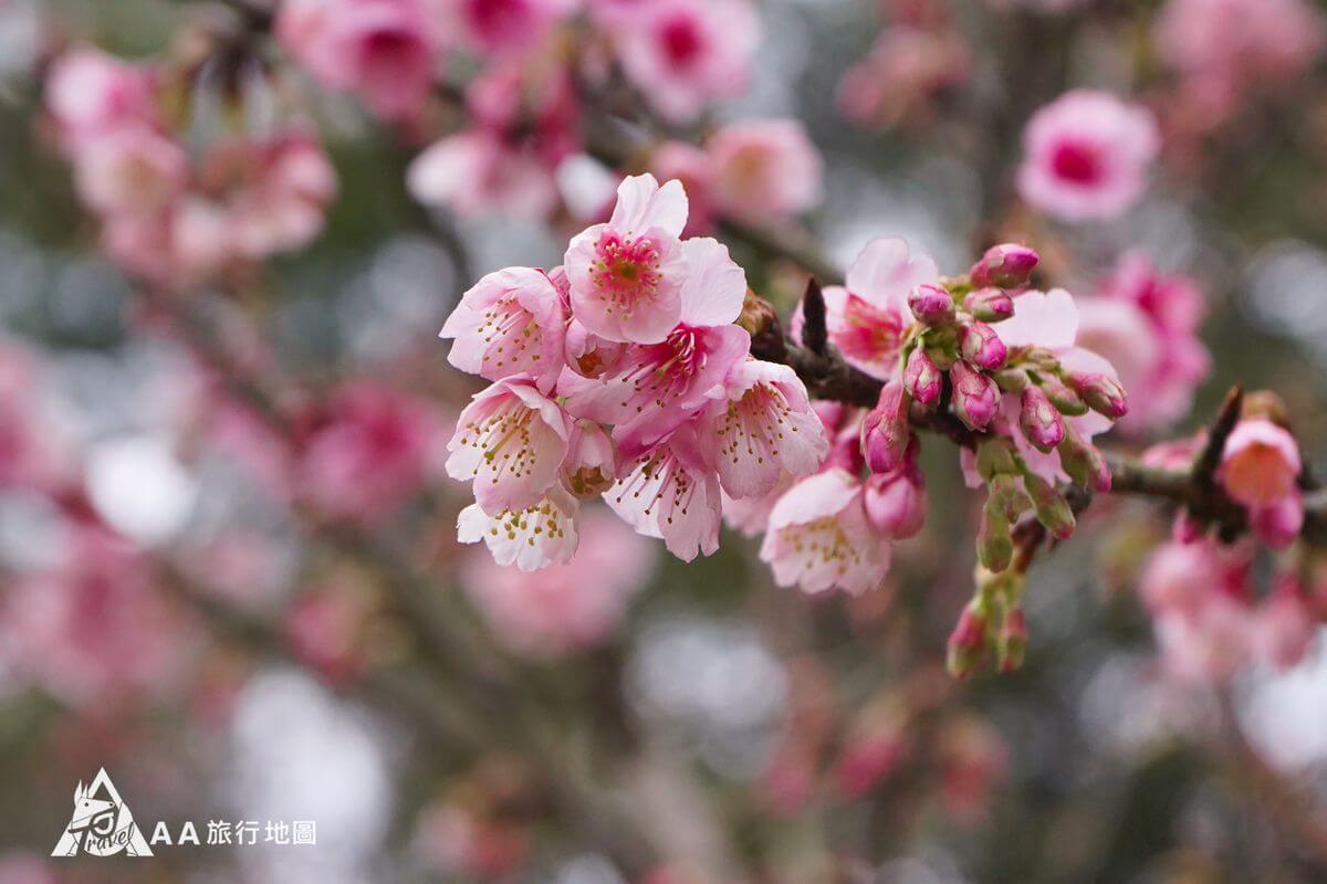 藍鵲菲菲櫻花