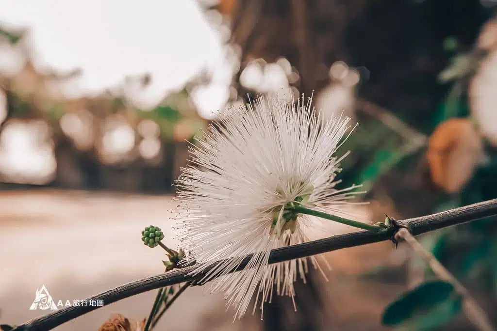 Palm Island Homestay Little Flower