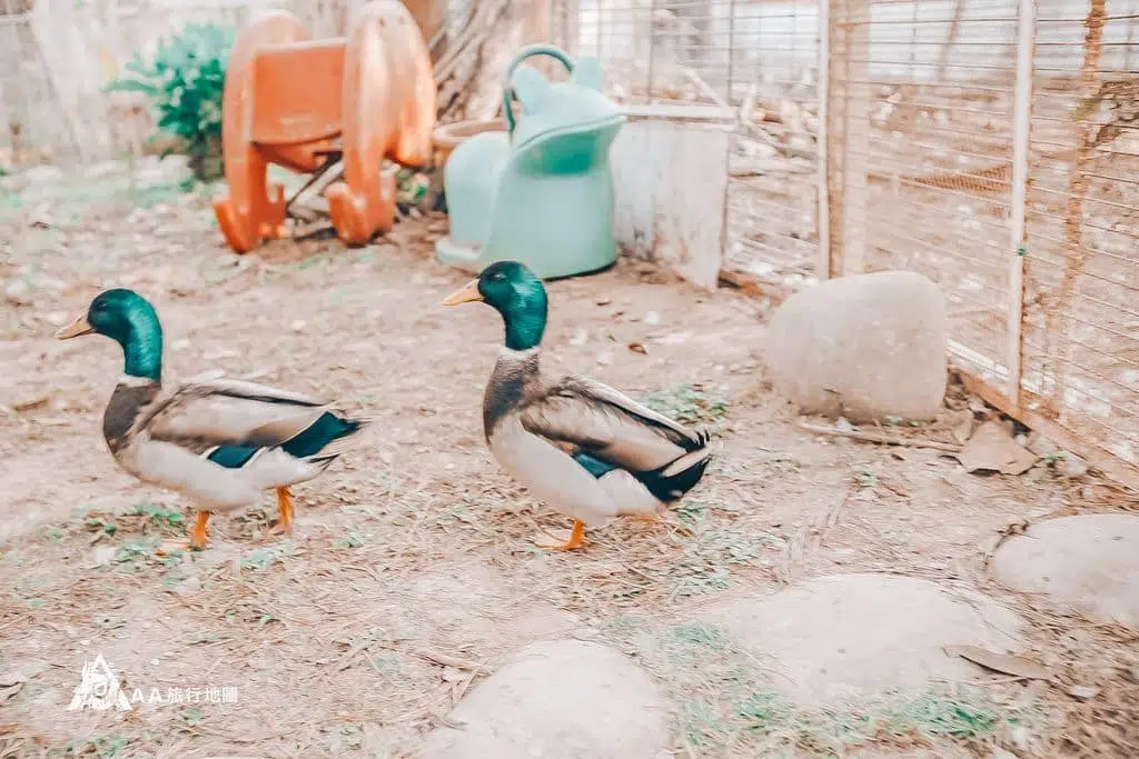 Palm Island Homestay Duckling