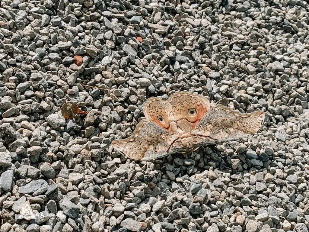 Emperor Moth